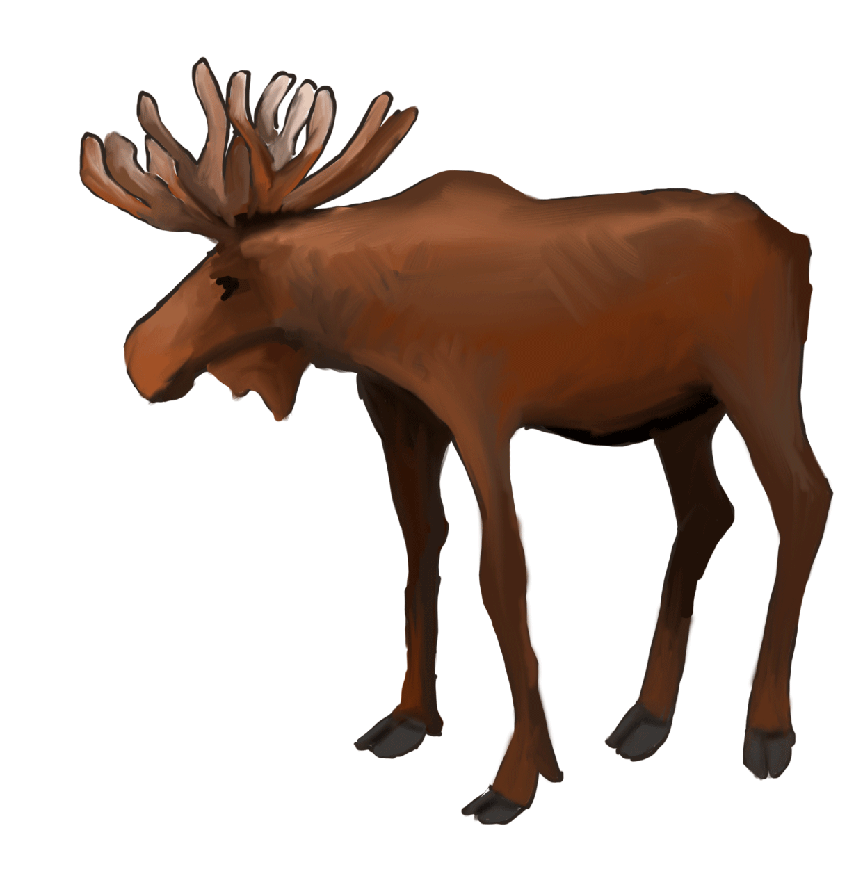 MAGICAL ILLUSTRATIONS BANC